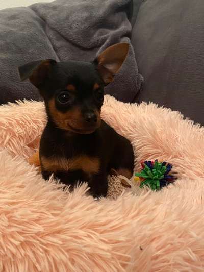 Welpen Bilder !-Beitrag-Bild