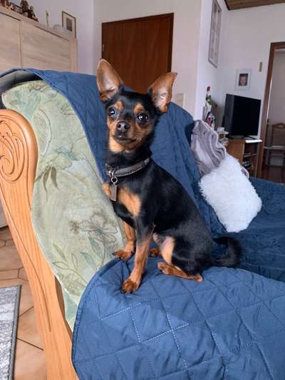 Zeigt her eure Junghunde :)-Beitrag-Bild