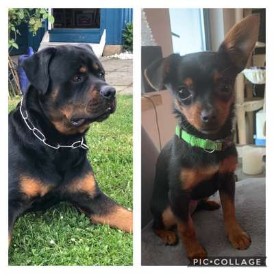 Bester Freund, Hundekumpel - zeigt her!-Beitrag-Bild