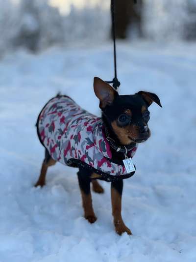 Fotochallenge 61 ~ Schnee-Beitrag-Bild