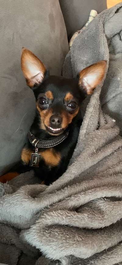 Lustigsten Grimassen von euren Hunden-Beitrag-Bild