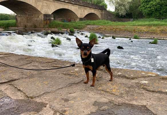 Dogorama-Monats-Challenge-Mai "Wasser"-Beitrag-Bild