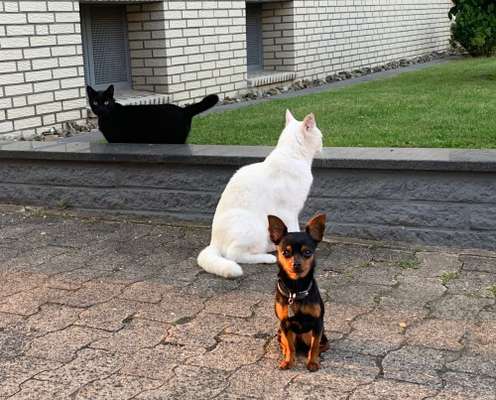 Hund und Katz Momente-Beitrag-Bild