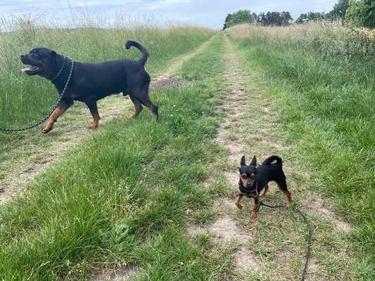 Dogorama Photo Challenge - an der Leine-Beitrag-Bild