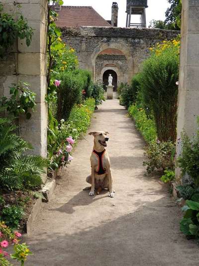 Normandie mit Hund-Beitrag-Bild