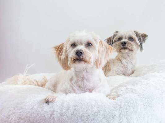 Tibet Terrier-Beitrag-Bild