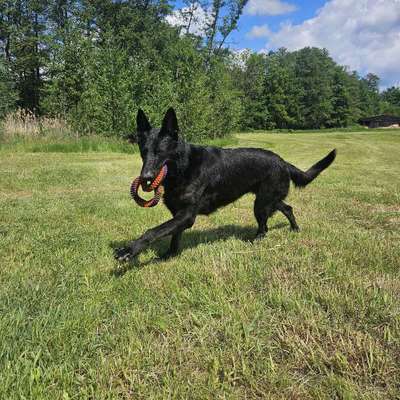 Hundetreffen-Spieltreffen 🐕