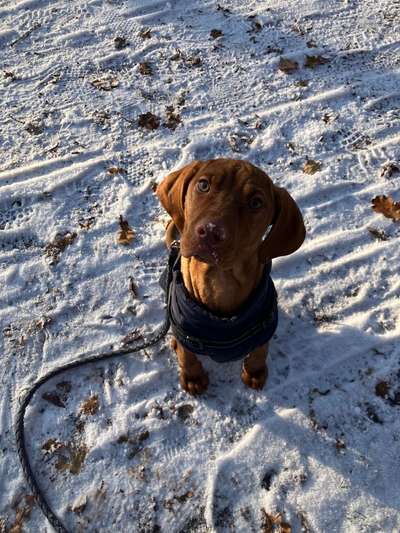 Dogorama Photo Challenge - Winterstimmung-Beitrag-Bild