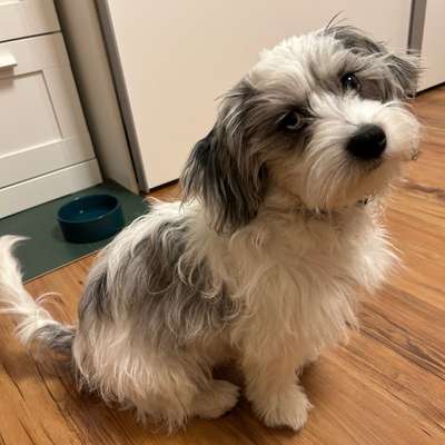 Hundetreffen-Welpentreffen-Bild