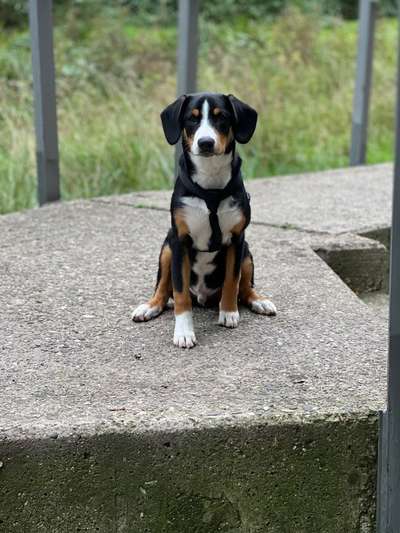 Die Dogorama Kalender Challenge Titelbild-Beitrag-Bild