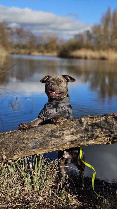 American Staffordshire Terrier 
Wo seit Ihr?-Beitrag-Bild