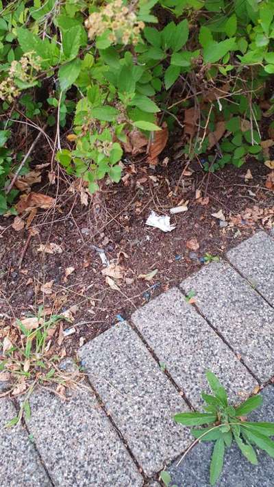 Giftköder-Blaukorn in der MannheimerStr. Waghäusel-Bild