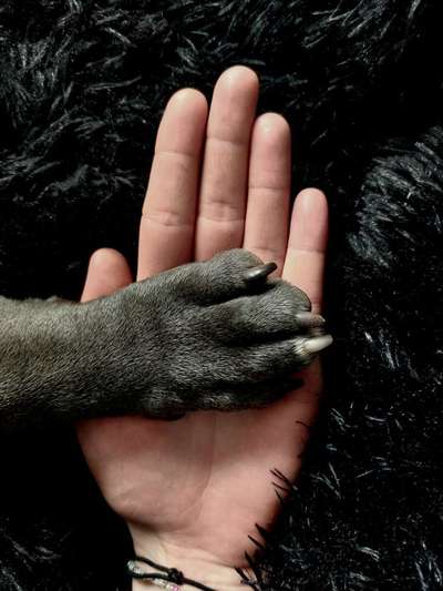 Dogorama Photo Challenge - Details Ganz nah-Beitrag-Bild