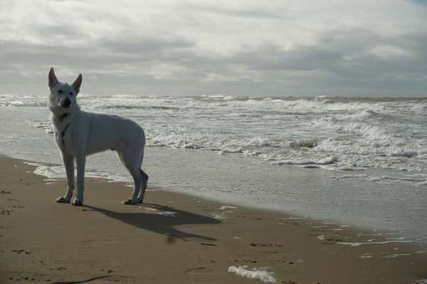 Schäferhundetreff PLZ-Beitrag-Bild