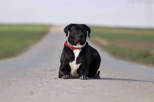 Foto's und Hundemodels-Beitrag-Bild