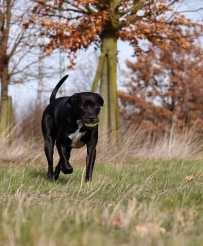 Foto's und Hundemodels-Beitrag-Bild