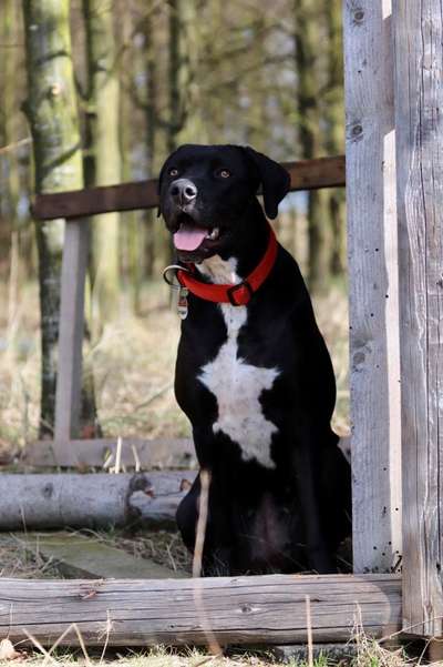 Foto's und Hundemodels-Beitrag-Bild