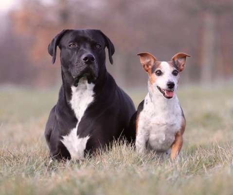 Foto's und Hundemodels-Beitrag-Bild