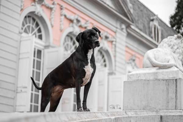 Mischlinge raten - Rätselspaß-Beitrag-Bild