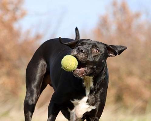 Lustigsten Grimassen von euren Hunden-Beitrag-Bild