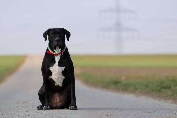 Foto's und Hundemodels-Beitrag-Bild