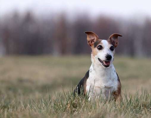 Foto's und Hundemodels-Beitrag-Bild