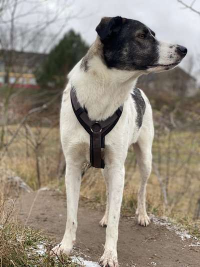 Kangal Fans ! ! ! !-Beitrag-Bild