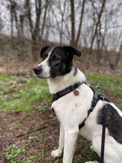 Welche Hunderasse-Beitrag-Bild