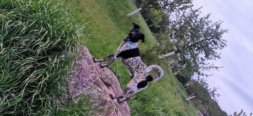 Dogorama Photo Challenge - Steine/Felsen-Beitrag-Bild