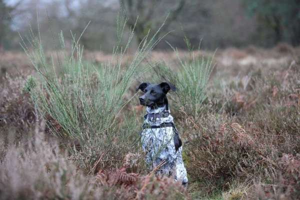 Die Dogorama Monats Challenge "Es grünt und blüht"-Beitrag-Bild