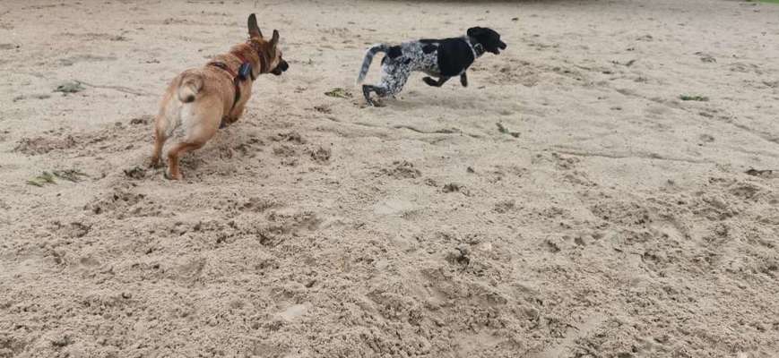 Fotosammlung: ,,Der natürliche Hund" Unbearbeitet, ungestellt und in Natura-Beitrag-Bild