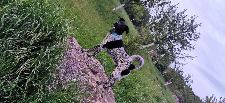 Welche Hunderasse-Beitrag-Bild