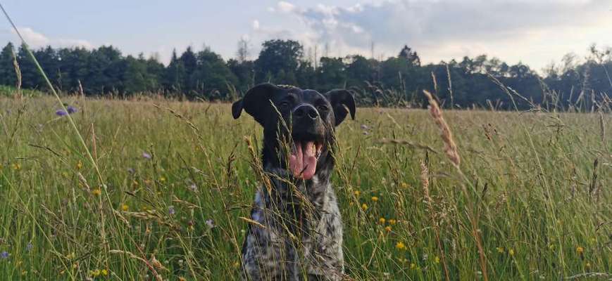 5. Hund im hohen Gras-Beitrag-Bild