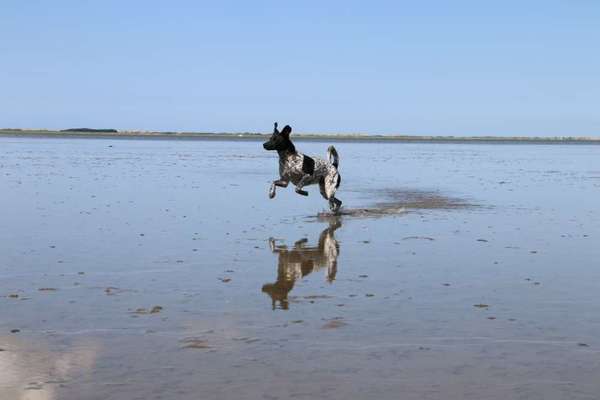Dogorama Photo Challenge - schönster Gassiausblick-Beitrag-Bild