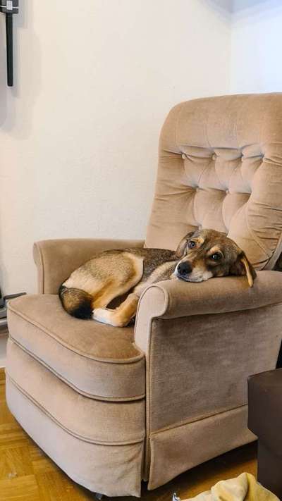 Hundetreffen-Hundebegegnung Training-Bild