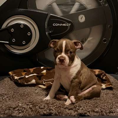 Hundetreffen-Welpentreffen im Schlosspark Charlottenburg-Bild