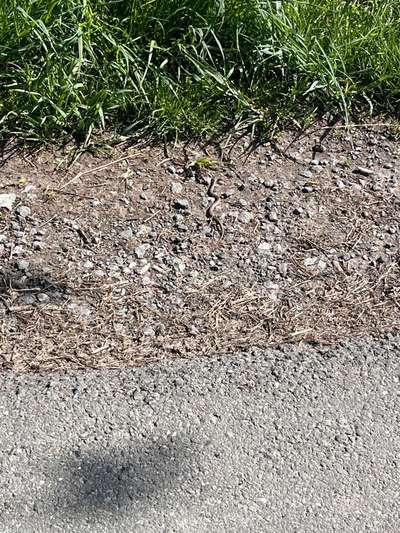 Giftköder-Kreuzotter gesichtet-Bild