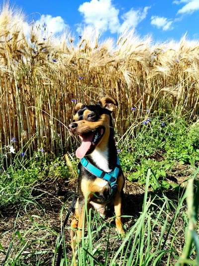 Mischlingshunde Foto Aufruf-Beitrag-Bild