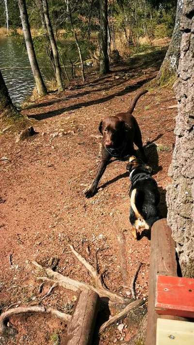 Wenn große Hunde und kleine Hunde wild toben...-Beitrag-Bild