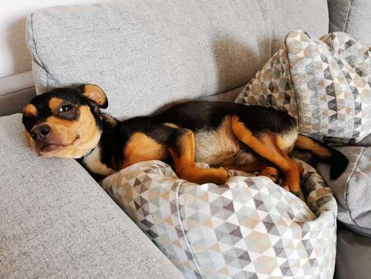 Dogorama Photo Challenge - Einmal lächeln bitte-Beitrag-Bild