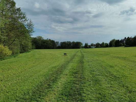 Hundeauslaufgebiet-Im Römertal-Bild