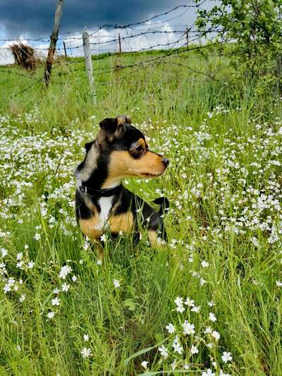 Fotowettbewerb Natur-Beitrag-Bild