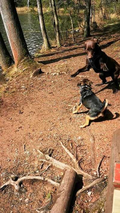 Wenn große Hunde und kleine Hunde wild toben...-Beitrag-Bild