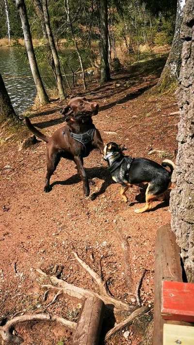 Wenn große Hunde und kleine Hunde wild toben...-Beitrag-Bild