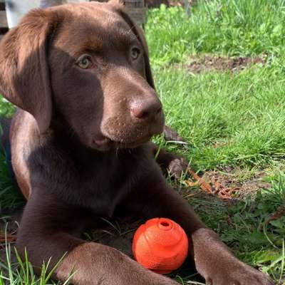 Hundetreffen-Hundebegegnung mit anschl. Spaziergang-Bild