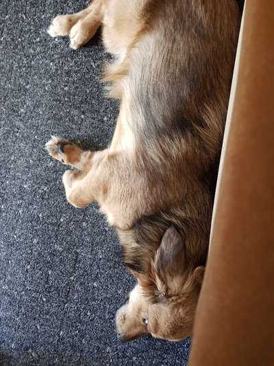 Auslandstierschutz-Beitrag-Bild