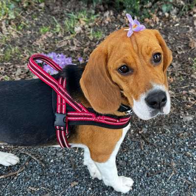 Hundetreffen-Suche ein entspanntes Spieltreffen für meine läufige Hündin.