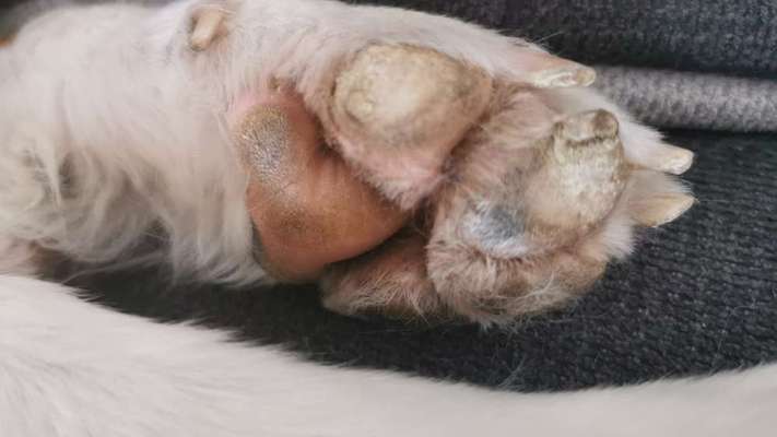 Pfoten verändert- entzündete Nagelbetten- Ballenveränderungen-Beitrag-Bild