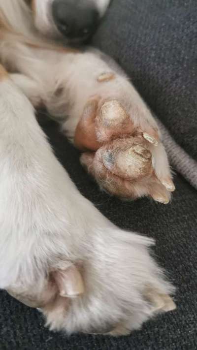 Pfoten verändert- entzündete Nagelbetten- Ballenveränderungen-Beitrag-Bild