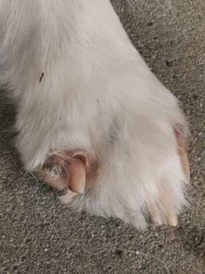Pfoten verändert- entzündete Nagelbetten- Ballenveränderungen-Beitrag-Bild